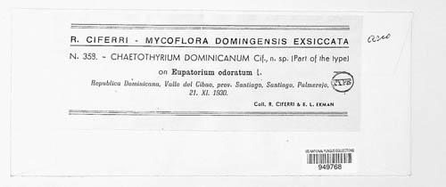 Chaetothyrium dominicanum image